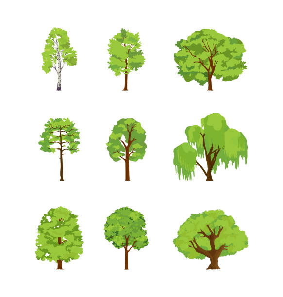 Cartoon trees differents birch poplar elm chestnut willow maple linden. Cartoon trees differents birch poplar elm chestnut willow maple linden. Crown of the tree leaf for game design or landscape nature vector illustration isolated willow tree stock illustrations