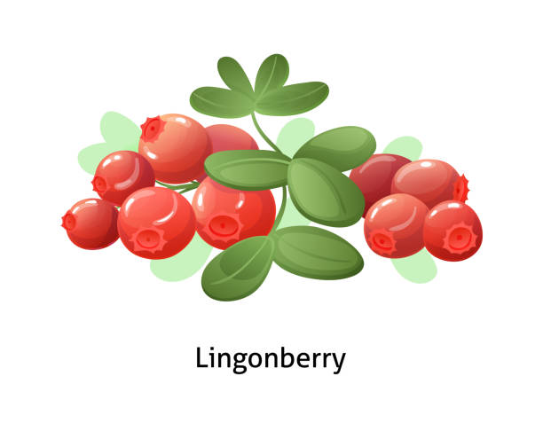 흰색 배경에 잎이있는 링곤 베리 베리 - bearberry stock illustrations