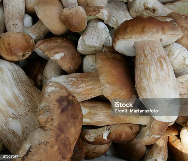 Pilha De Boletus Comestíveis Da Floresta Selvagem - Fotografias de stock e mais imagens de Alimentação Saudável - Alimentação Saudável, Ao Ar Livre, Beleza natural