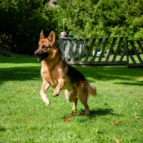 German Shepherd dog in different training positions