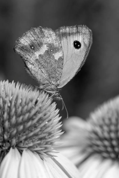 istock Black and white image of a Gatekeeper Butterfly (Pyronia tithonus) 1172283194