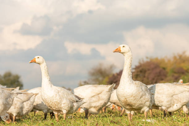 istock Many white fattening geese on a meadow 1172283508