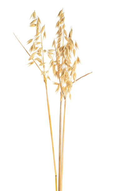 istock Oat spikes isolated on a white background, close-up. 1172283589
