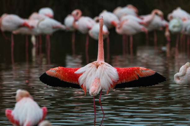 istock Pink Flamingos 1172283600