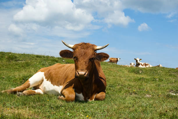 istock Relaxed Cow on an Austrian Alp 117228370