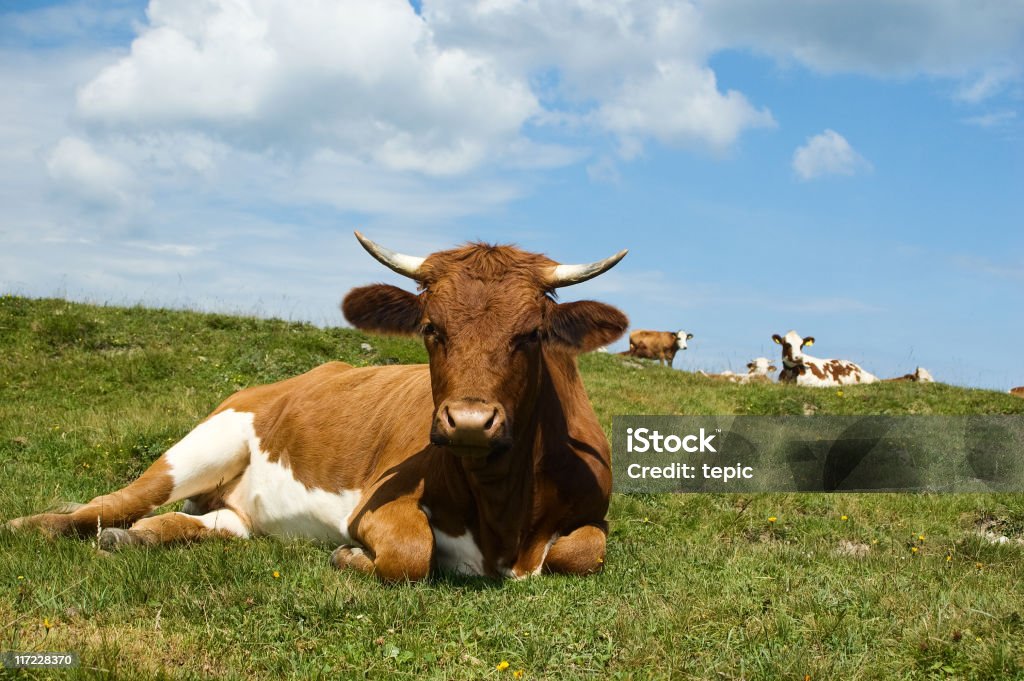 Descontraído vaca austríaco sobre um am - Royalty-free Agricultura Foto de stock