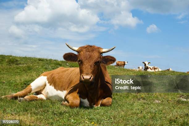 Descontraído Vaca Austríaco Sobre Um Am - Fotografias de stock e mais imagens de Agricultura - Agricultura, Alemanha, Alpes Europeus