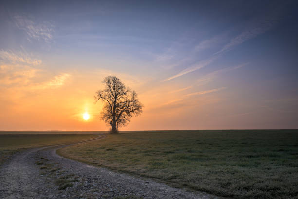 camino de grava conduce a un solo árbol en estado de ánimo de la mañana niebla en el amanecer - meadow sunrise fog sky fotografías e imágenes de stock