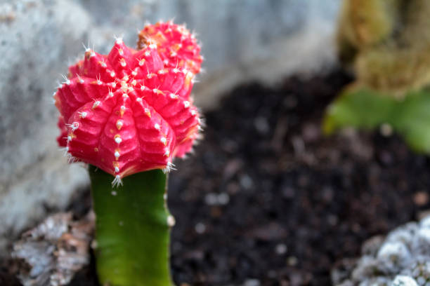 istock Red moon, Gymnocalycium mihanovichii, cactus 1172285246