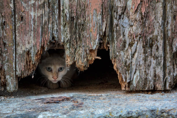 istock White kitten peeking under old wooden door hole 1172285277