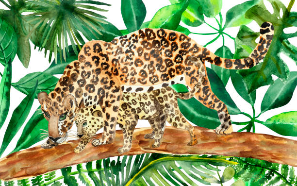 水彩手繪野生自然組成與兩個豹族：母親保護和教學狩獵孩子在棕色的樹木，在綠色的熱帶叢林葉子的背景 - leopard 2 幅插畫檔、美工圖案、卡通及圖標