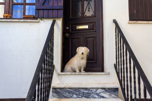 Dog sitting at the doorstep