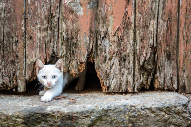 istock White kitten under old wooden door hole 1172285461