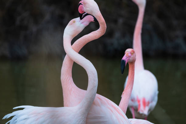 istock Pink Flamingos 1172285650