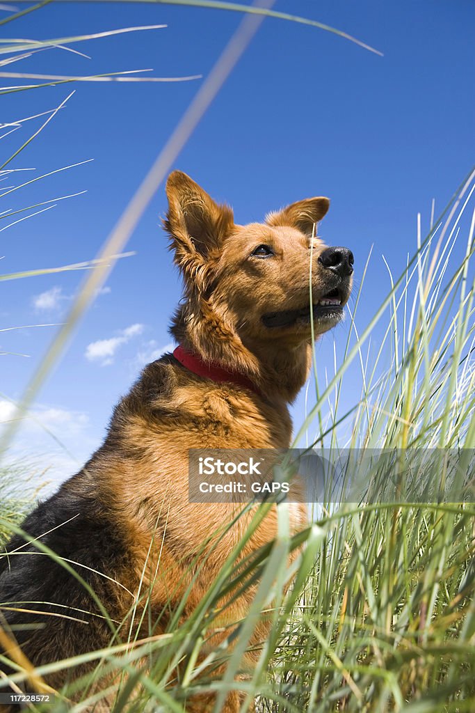 Vue en contre-plongée une séance retriever du labrador - Photo de Berger allemand libre de droits