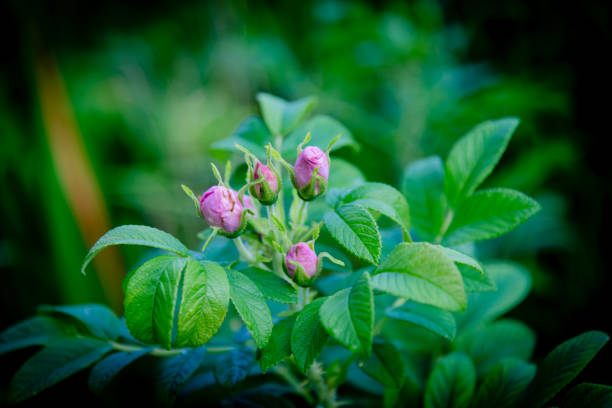 The rose hip or rose-hip, also called rose haw and rose hep, is the accessory fruit of the rose plant. It is typically red to orange, but ranges from dark purple to black in some species. Rose hips begin to form after successful pollination of flowers in spring or early summer, and ripen in late summer through autumn
