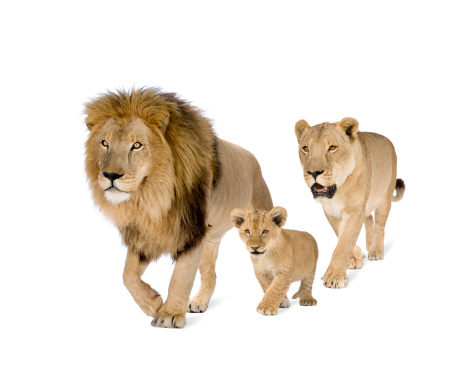 Lion's family in front of a white background.