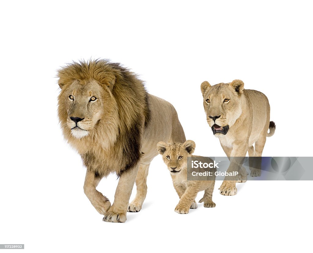 Lion's family Lion's family in front of a white background. Lion - Feline Stock Photo