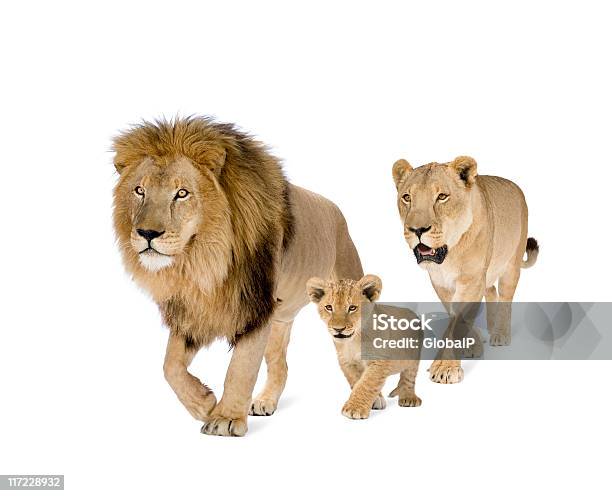 Lions Family Stock Photo - Download Image Now - Lion - Feline, Cut Out, White Background