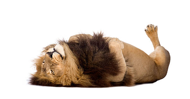 19,993 Lion Funny Stock Photos, Pictures & Royalty-Free Images - iStock | Animal funny, Eagle funny, Panda 19,993 Lion Funny Stock Photos, Pictures & Royalty-Free Images - iStock | Animal funny, Eagle funny, Panda