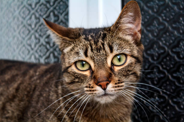 istock Stripped cat looking straight into the camera 1172290057