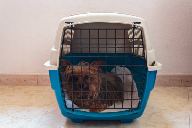 istock Dog lying on his back in carrier box 1172290079