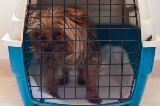 istock Sad dog inside carrier cage 1172290081