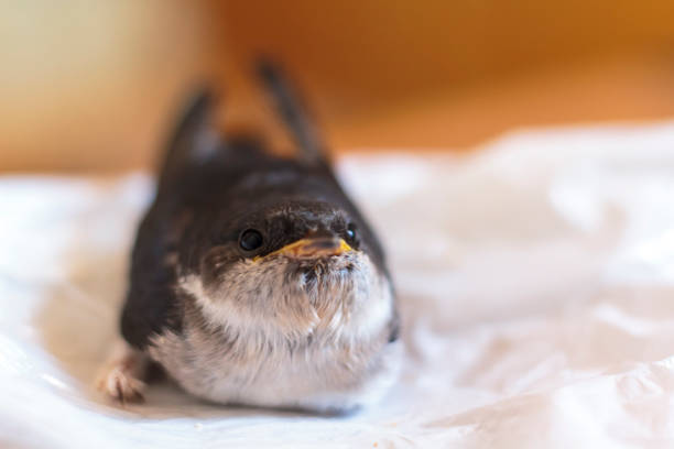 Western house martins (Delichon urbicum), warm day in springtime.