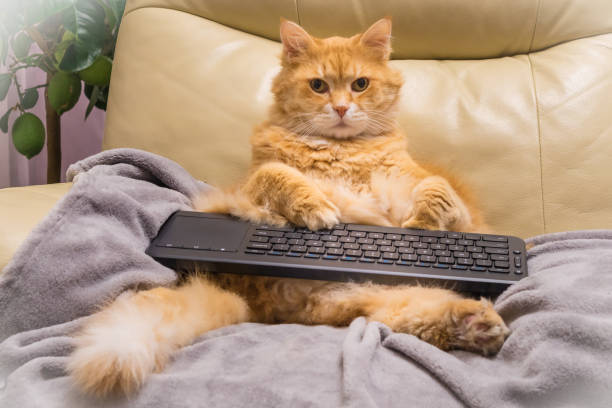 แมวท่องอินเทอร์เน็ต - แมวส้ม ภาพสต็อก ภาพถ่ายและรูปภาพปลอดค่าลิขสิทธิ์