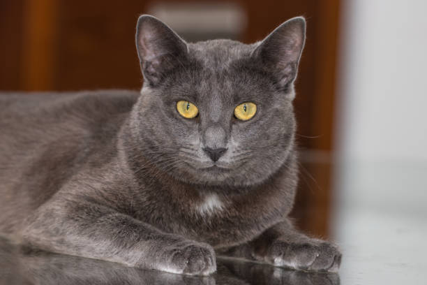 istock Beautiful Chartreux breed cat 1172290722