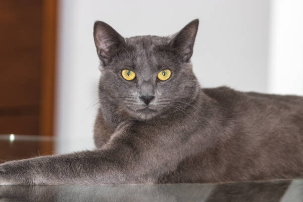 istock Beautiful Chartreux breed cat 1172290791