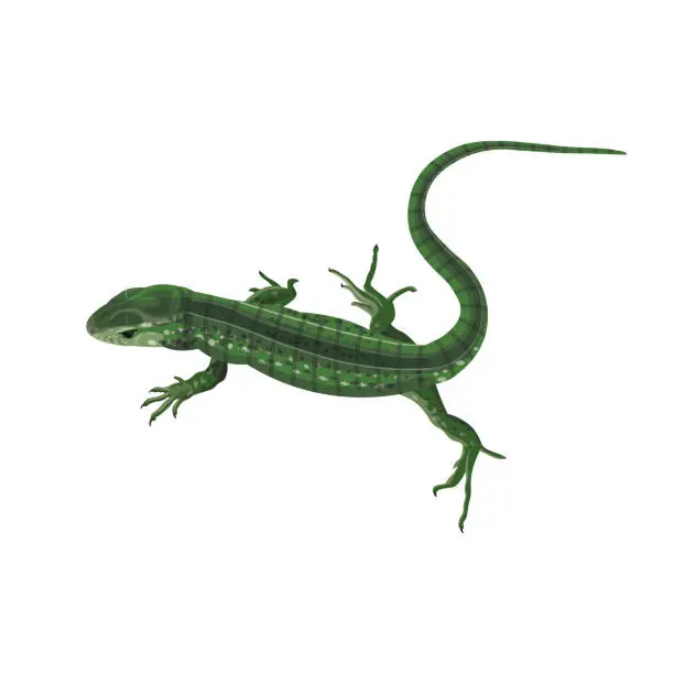 Vector illustration of Green lizard vector