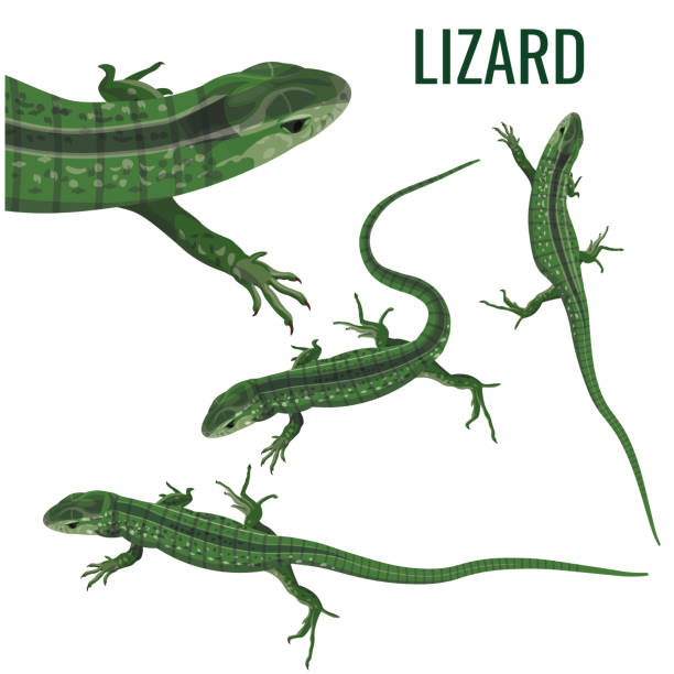 set einer eidechse - lizard stock-grafiken, -clipart, -cartoons und -symbole