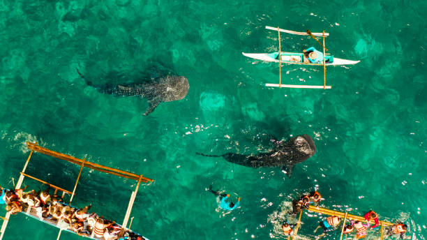 istock Oslob Whale Shark Watching in Philippines, Cebu Island 1172291515