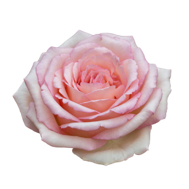 istock Pink rose flower isolated on white background close-up 1172292553
