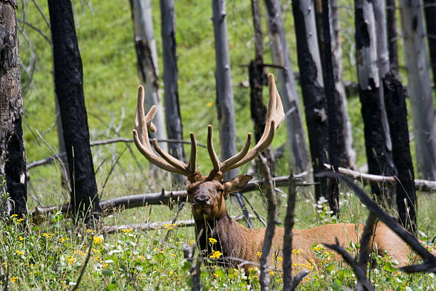 istock Bull elk in velvet antlers 117229551