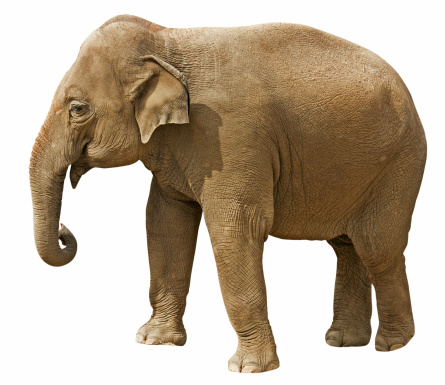 A large toy elephant standing near the corner of an otherwise empty, blank white walled room. Conceptually portraying the often unspoken \