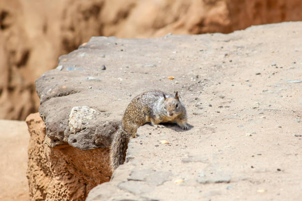 California beach squirrel climbing over a rock stock photo