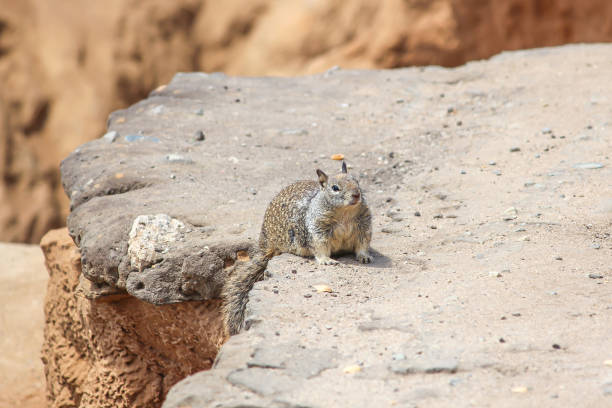 California Ground Squirrel on a rock stock photo