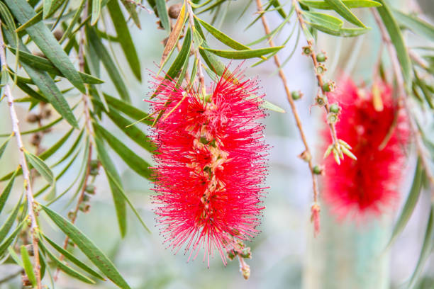 Crimson bottlebrush plant from Australia stock photo