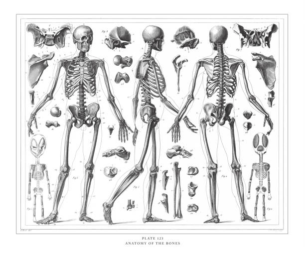 彫刻アンティーク骨彫刻アンティークイラストの解剖学1851年発行