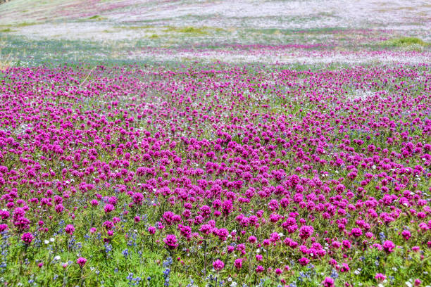 A field of magenta clover in California stock photo