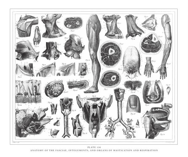 ilustrações, clipart, desenhos animados e ícones de anatomia dos fasciae, tegumentos e órgãos de mastigação e respiração gravura ilustração antiga, publicado 1851 - enzyme science white background isolated on white