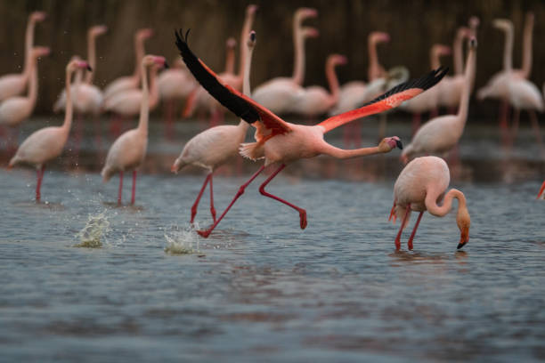 istock Pink Flamingos 1172298332