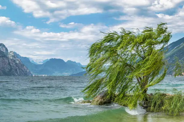 A singel willow tree blowing in the wind on the shores of lake garda in italy