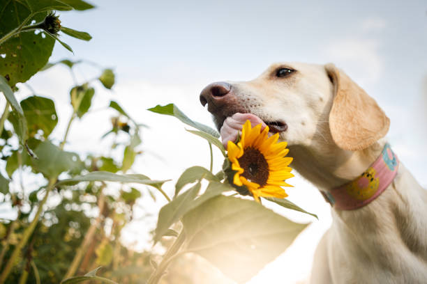 istock Dog licking a flower 1172299081