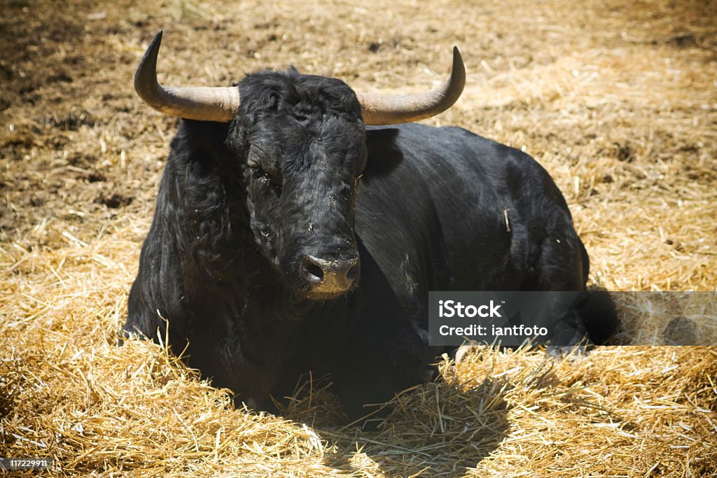 bull in the stable. knocked down brave bull in the stable. (pamplona, Spain) Bull - Animal Stock Photo