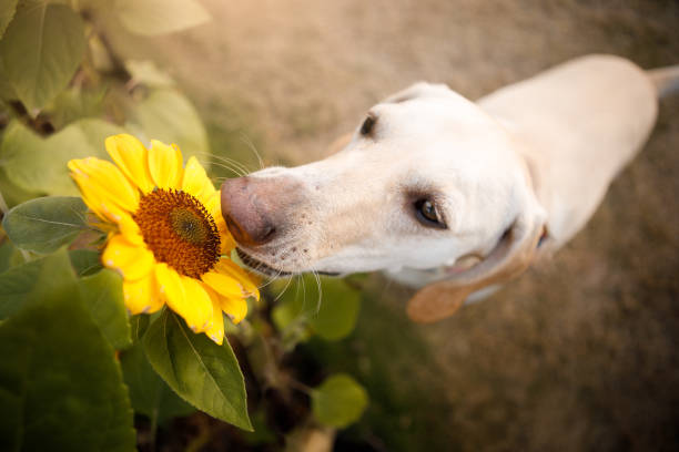 istock Dog smelling a flower 1172299166