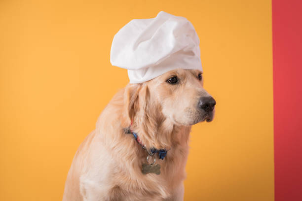 istock Golden Retriever dog with Chef's hat 1172299689