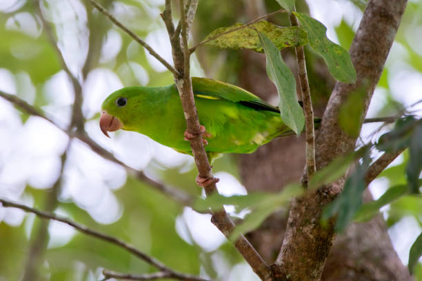 istock Plain Parakeet photographed in Conceicao da Barra, Espirito Santo. 1172299713